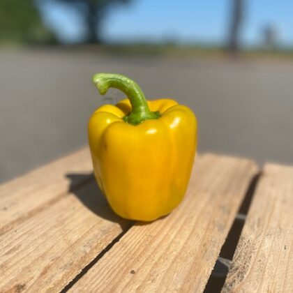 Paprika geel per stuk
