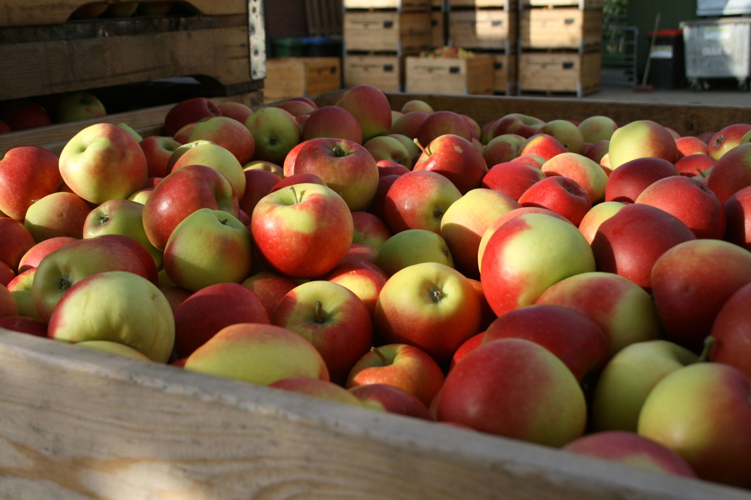 Elstar appel per stuk