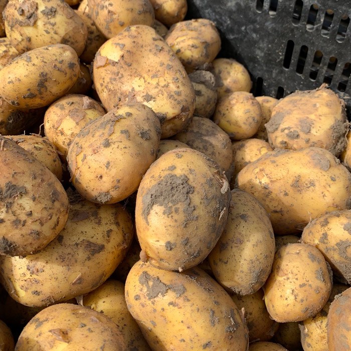 Frieslander 2,5 kilo