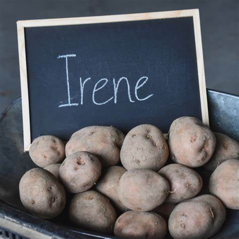 Irene 5 kilo